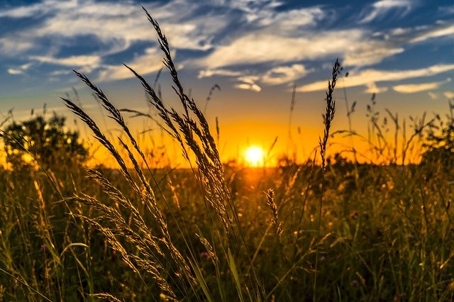 Chi è e cosa fa l’agronomo