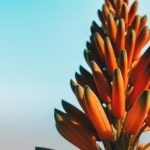 Quali sono le differenze tra Aloe Vera e Aloe Arborescens?