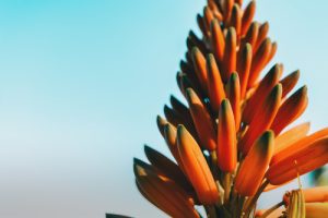 Quali sono le differenze tra Aloe Vera e Aloe Arborescens